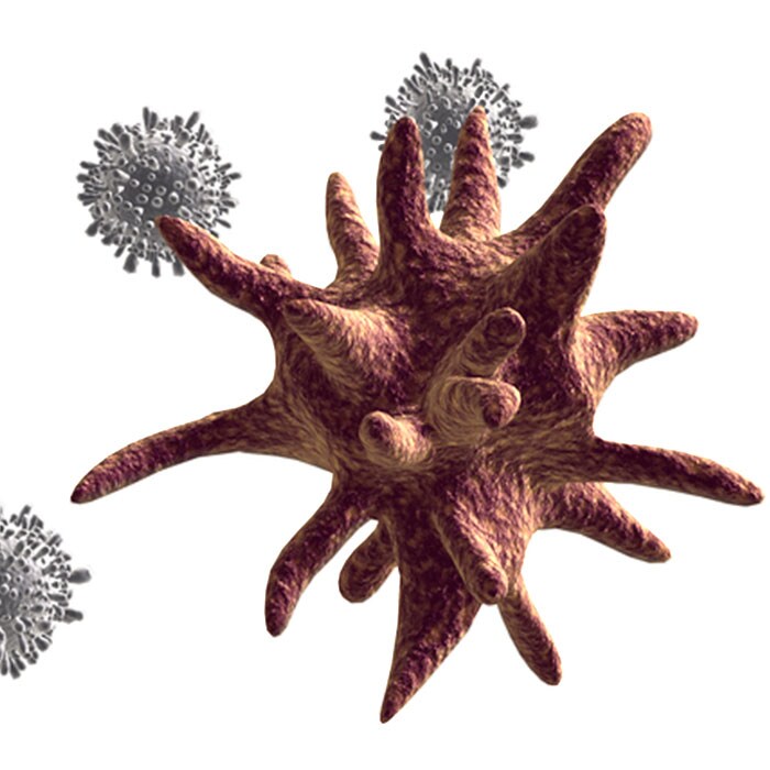 dentritic t cells