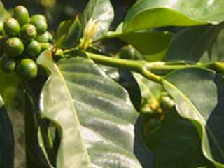 Bærene fra Coffea-planten