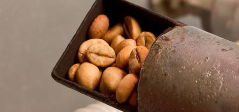 Brente bønner – mørkere brente bønner har mindre koffein