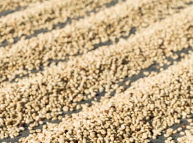 Prosessen med å tørke kaffe