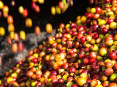 Våt prosess for kaffe