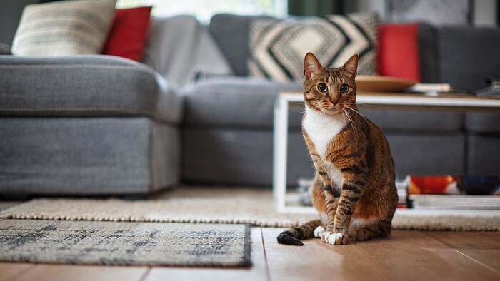 Kattespy: Hvordan vaske oppkast etter katten