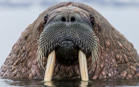 Gro en walrus moustache